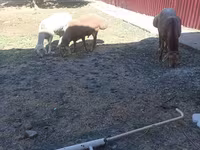 Schaf, Arashan sheep — Foto 3