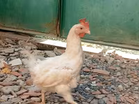 Chickens — Foto 5
