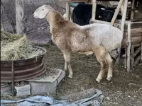 Berbec, Arashan sheep — foto 5