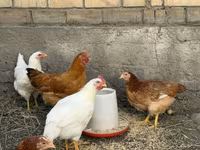 تھائی گیم — تصویر 3