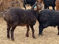 숫양, Edilbay sheep — 사진 2
