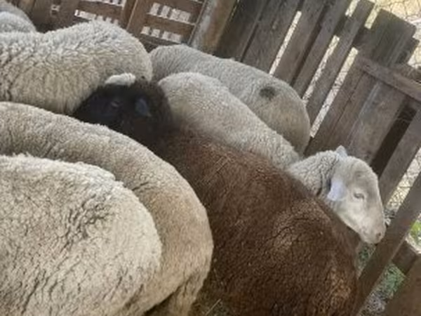 Biri-biri betina, Blackheaded Persian sheep
