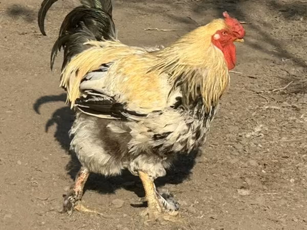 مرغ ابلق طلایی چک