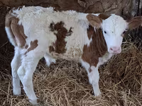 Buğa, Simmental cattle — foto 3