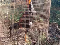Chickens — photo 3