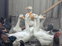 Geese — عکس 5