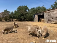 Domba betina, Sheep — foto 3