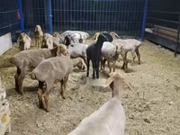 แกะตัวเมีย, Katum sheep — รูปภาพ 2