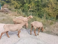 Får, Arashan sheep — foto 2