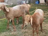 میش, Arashan sheep — عکس 7
