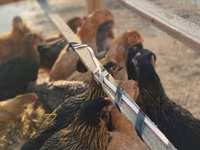 Chickens — fotografija 5