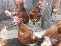 Chickens — foto 2