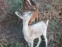 Kambing betina, Goats — foto 1