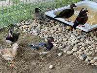 Ducks — foto 4