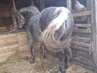 Cavalla, Hungarian horse breed — foto 4