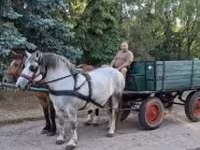 Klisna, Koně — foto 2