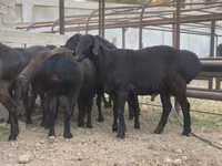 Vædder, Blackheaded Persian sheep — foto 2