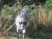 بکرا, Nubian Goat — تصویر 3