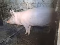 Doofaar dhaddig, Pigs — sawirka 3