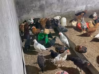Chickens — عکس 1
