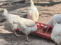 Chickens — ፎቶ 7