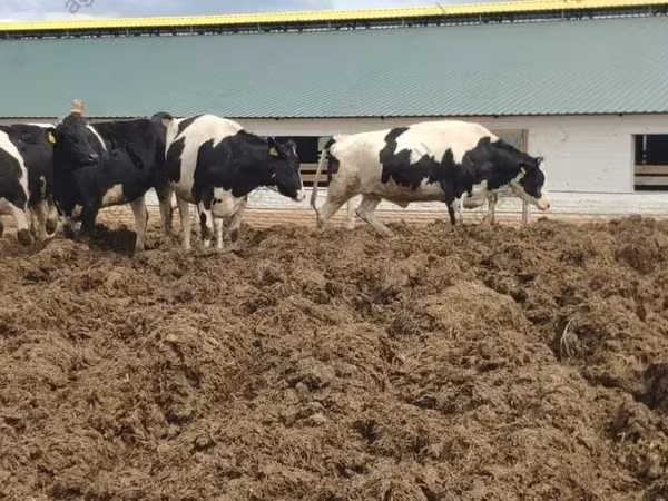 گاو ماده, Russian Black pied cattle