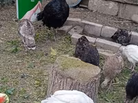 Turkeys — sawirka 2