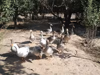 Geese — عکس 3