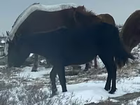 گھوڑی, Horse breed — تصویر 3