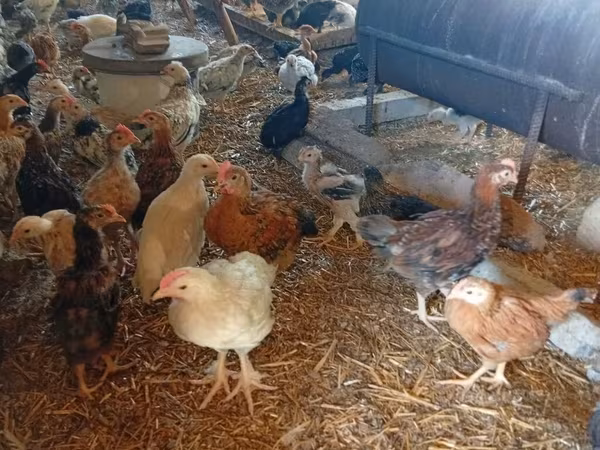 Chickens
