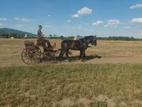 Бие, Hungarian horse breed — 2-сурет