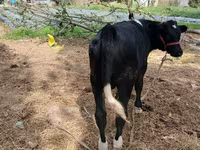 گاو ماده, Russian Black pied cattle — عکس 6