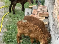 Pecora, Arashan sheep — foto 6