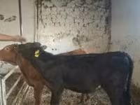 Ko, Limousin-ko. — foto 4