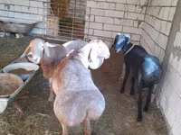 Қӯчқор, Arashan sheep — акс 4