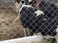 公牛, Russian Black pied cattle — 照片 5