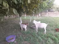 Koza, Alpine goat — zdjęcie 4