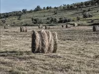 Продам луговую траву — fotografija 4
