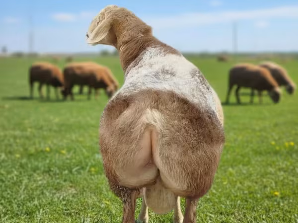 แกะตัวผู้, Tian-Shan semifinewool sheep
