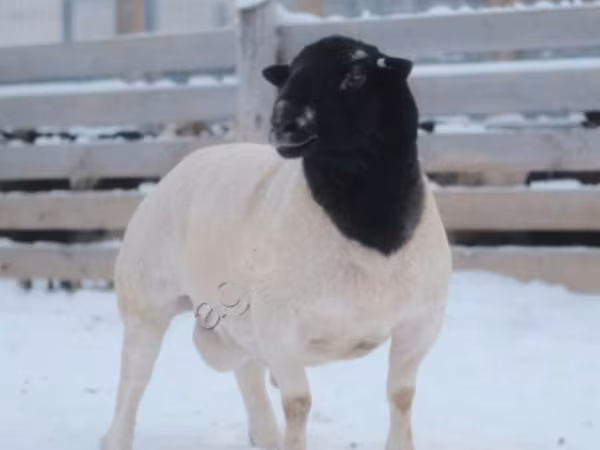 Ram, Dorper sheep