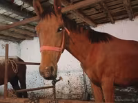 Aygır, Manipuri pony — foto 2
