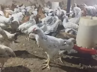 Chickens — sawirka 3