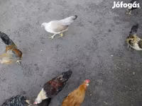 Japonský bantam — foto 1