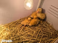 Ducks — 사진 2