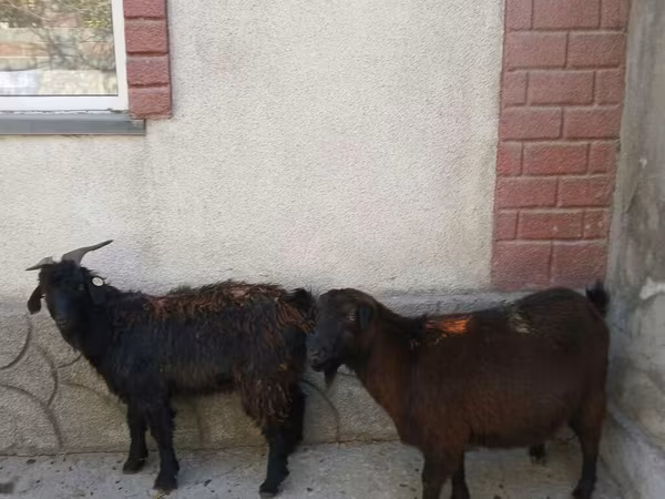 بز ماده, بز