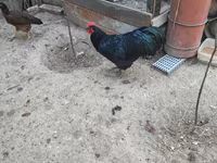 Chickens — عکس 2