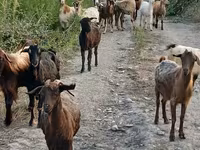 Ged, Damask goat — foto 3