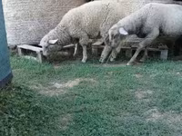 Vædder, White Suffolk sheep — foto 7