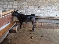 காளை, மாடுகள் — புகைப்படம் 1