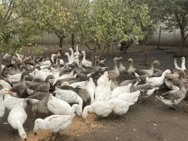 Geese — Rusia